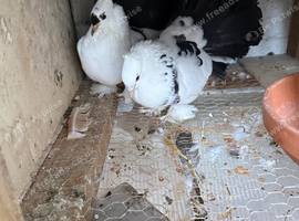 Lovely breeding pair of Indian Fantails