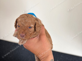 Miniature cockapoo puppies