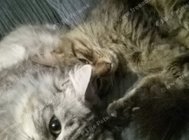Male Maine coon
