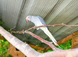 Proven pair of Ringnecks