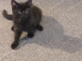Gorgeous last of the litter bsh x male