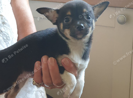 Chihuahua puppies ready now Lincolnshire