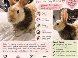 Beautiful Male Rabbit Looking for a Loving Home