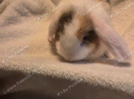6 mini lop rabbits