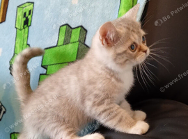 Exotic shorthair x kittens