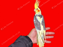 Super silly hand tamed baby cockatiels