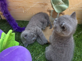 Beautiful British shorthair kittens