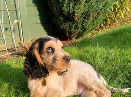 Cocker spaniel puppies(Kc registered)