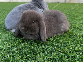 Mini lop