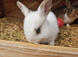Netherland dwarf girl
