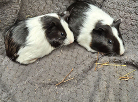 Guinea Pigs looking for new homes