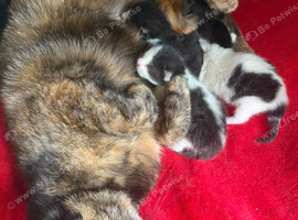 4 kittens for sale