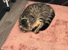 Kitten
