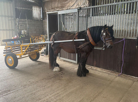 Top bred Gypsy Vanner mare