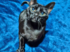 7 years old black cat