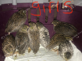 SEXED QUAILS/CHINESE PAINTED BUTTONS !