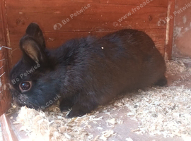 Pair of Netherland dwarf bunnies