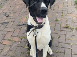 Great Dane cross for sale