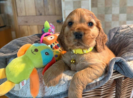 Golden show cocker spaniels