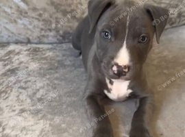 Blue staff puppy