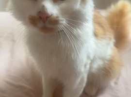 Cat for rehome
