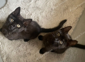 Black spotted bengals (available now)