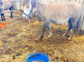 Grey Filly