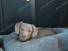 Miniature Dachshund