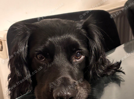 Male sprocker spaniel