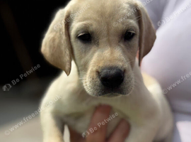 Last Remaining Beautiful Labrador x Pointer