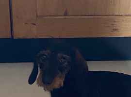 Wire hair dachshund