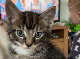 8week old kitten