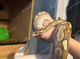 Beautiful lesser ball python