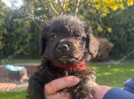 Jackapoo boy