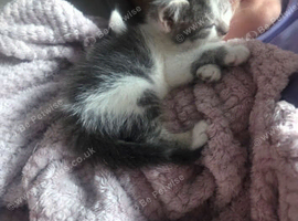 14 weeks old female kitten