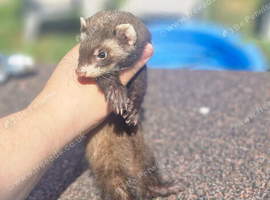 Polecat jill kit