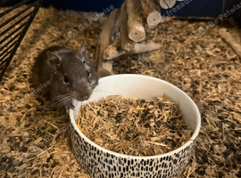 4 x degus plus setup