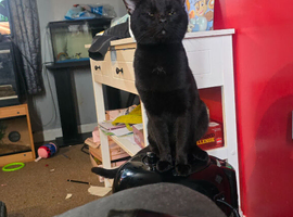 Rehome cats