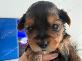 Yorkshire pure terrier 2 girls left