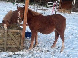 Sweet sec A looking for a home