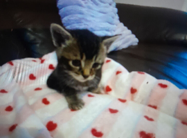 2 Beautiful kittens for sale