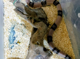 HONDURAN MILK SNAKE Approximately 16 months old and said to be male.
