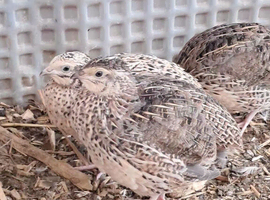 Quails: Point of Layin, 8 Weeks, 6 Weeks and a day old chicks available