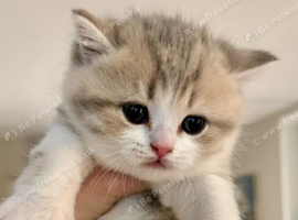 GCCF BI - colour kittens