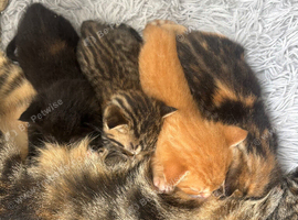 Kittens