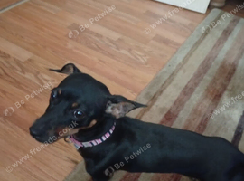 Jack Russell cross dashhound