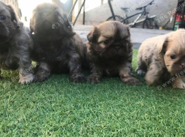 Fantastic litter of Shih Tzu's