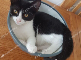 Sweet 4-month-old boy looking for his forever family.