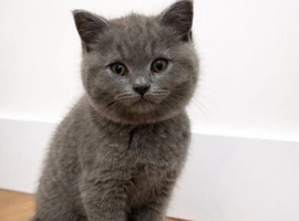 BEAUTIFUL BRITISH SHORT HAIR KITTENS READY FOR LOVING HOMES