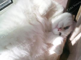 Adult female cat white &pound;60